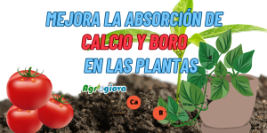 Como estimular la absorción de calcio y boro en las plantas