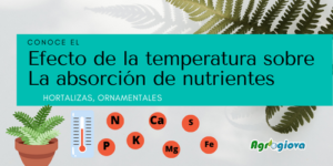 ¿Qué efecto tiene la temperatura sobre la absorción de nutrientes en las plantas?