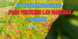 Siete (7) recomendaciones para evitar la aparición de manchas foliares