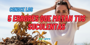 5 errores que están matando tus suculentas (y como evitarlo)